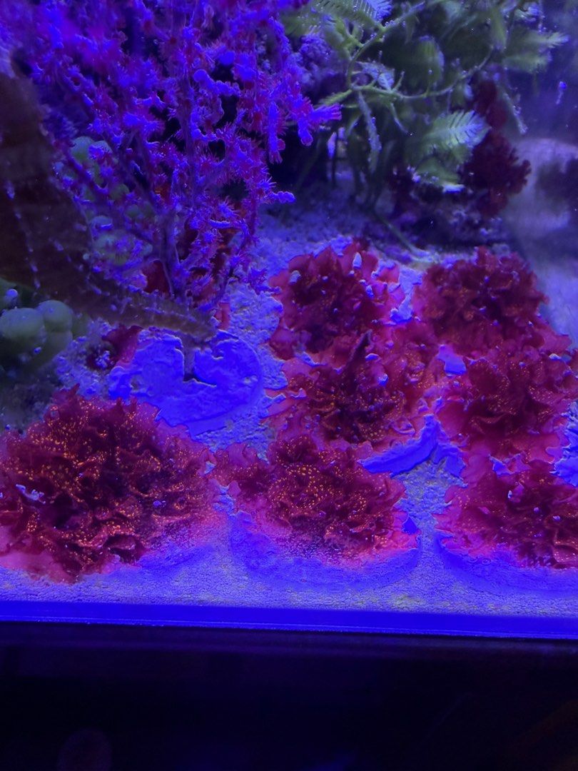Atomic Broccoli Macroalgae (Category: Homes & Other Pet Accessories) located in Singapore. Submitted by sandralhj (Listing ID 1409549838, Image 2). Description: Atomic Broccoli macroalgae. Each one is on a 3.5cm frag plug. Red macroalgae with beautiful gold glitter Grape (green) and feather caulerpa cuttings available as well .