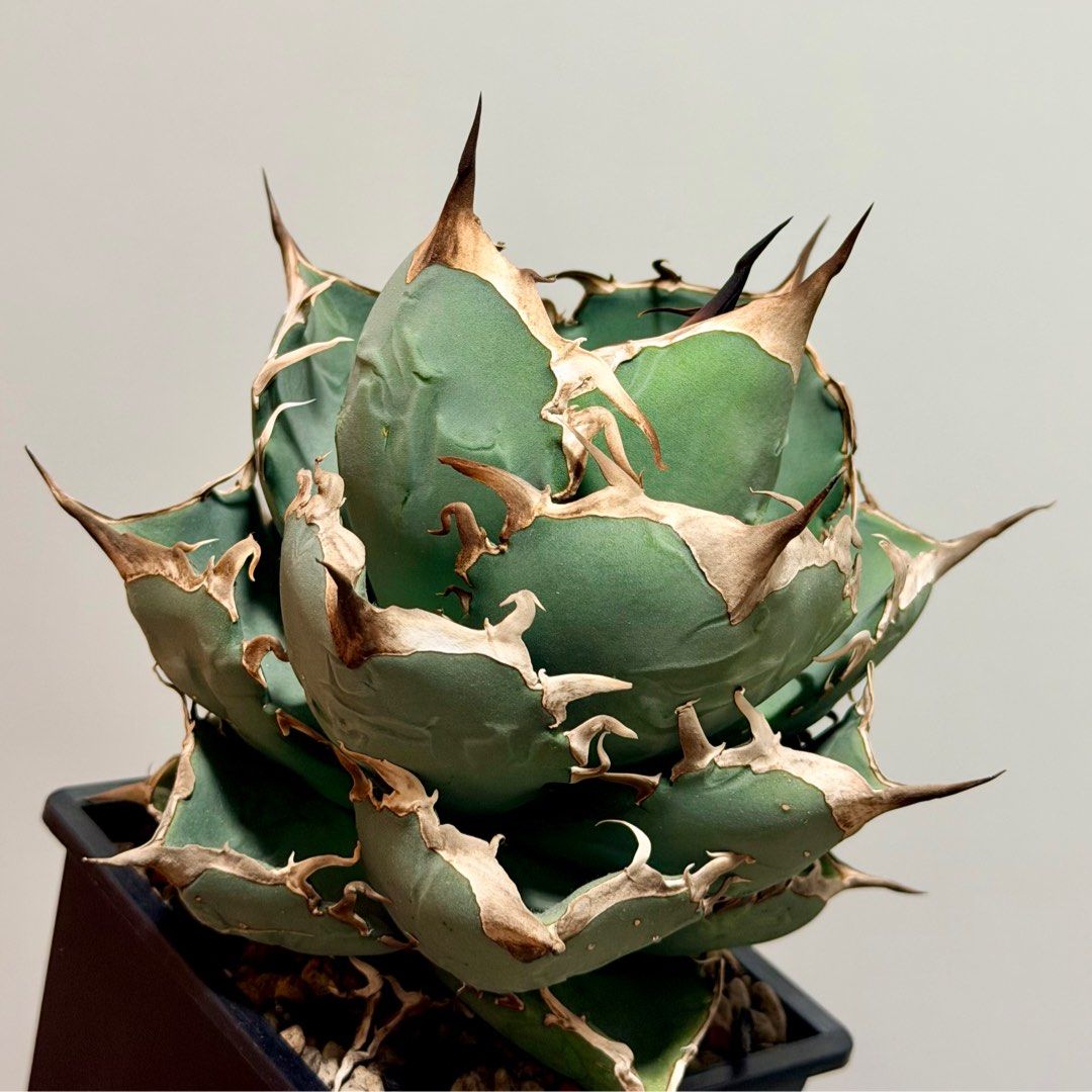 Agave titanota チタノタ TITANOTAアガベ チタノタ“白豪刺
