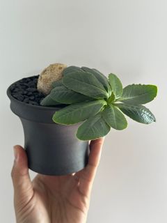 （分類：）位於 。 由 hujang 提交（商品編號 1409633479，圖片 1）。簡介： 。