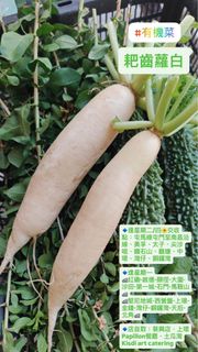 （分類：）位於 。 由 _delightgarden 提交（商品編號 1409618606，圖片 1）。簡介： 。
