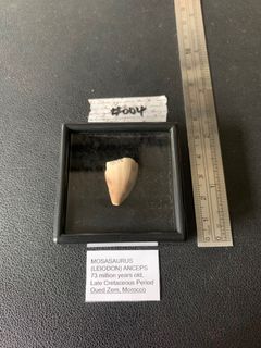 (Category: ) located in . Submitted by fossilsWY (Listing ID 1409772456, Image 1). Description: .