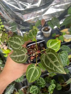 (Category: ) located in . Submitted by jmall88 (Listing ID 1409903235, Image 1). Description: .