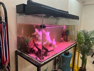 (Category: ) located in . Submitted by dora_yippy (Listing ID 1409899581, Image 1). Description: .