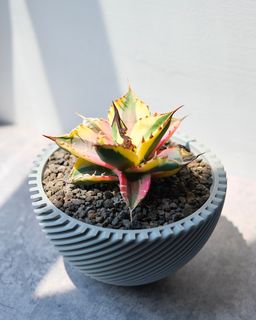 （分類：）位於 。 由 darrrenc 提交（商品編號 1410101381，圖片 1）。簡介： 。