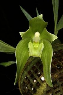 (Category: ) located in . Submitted by plant_nerd05 (Listing ID 1410020331, Image 1). Description: .