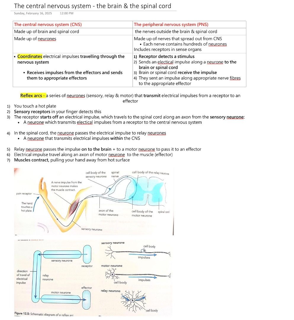 IGCSE Biology 0610 complete notes for all chapters, Hobbies & Toys ...