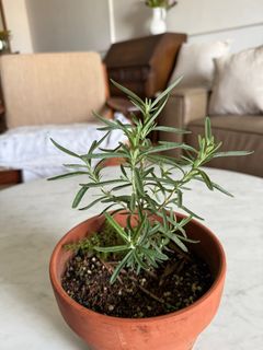 (Category: ) located in . Submitted by themediterraneangarden (Listing ID 1410380864, Image 1). Description: .