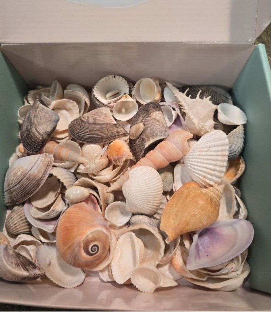 Seashells (Assorted) (Category: Vintage Collectibles) located in Singapore. Submitted by goodies_bags (Listing ID 1409277020, Image 1). Description: Varies in sizes and shape One box S$10.