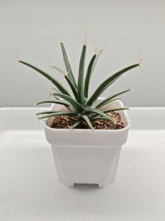 (Category: ) located in . Submitted by small_lil_plant (Listing ID 1410670961, Image 1). Description: .