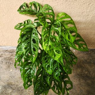 (Category: ) located in . Submitted by ecodealsmy (Listing ID 1410624539, Image 1). Description: .