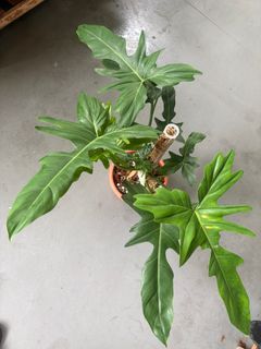 (Category: ) located in . Submitted by plants_and_such (Listing ID 1410565711, Image 1). Description: .