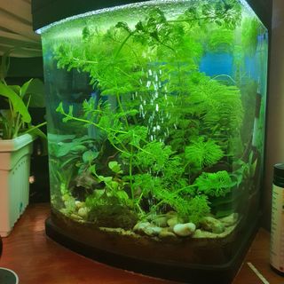 (Category: ) located in . Submitted by ash2019jul (Listing ID 1407534235, Image 1). Description: .