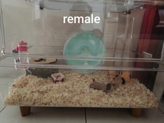 (Category: ) located in . Submitted by fujikhuat (Listing ID 1407476639, Image 1). Description: .