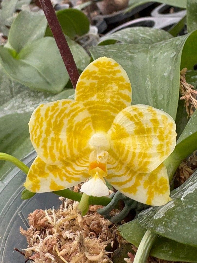 Phalaenopsis Yaphon Java Canary x Mituo Golden Tiger 'White Tiger ...