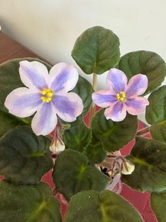 （分類：）位於 。 由 pinkybee918 提交（商品編號 1410741930，圖片 1）。簡介： 。