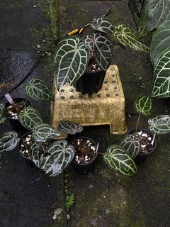 (Category: ) located in . Submitted by rootsingarden (Listing ID 1410796154, Image 1). Description: .