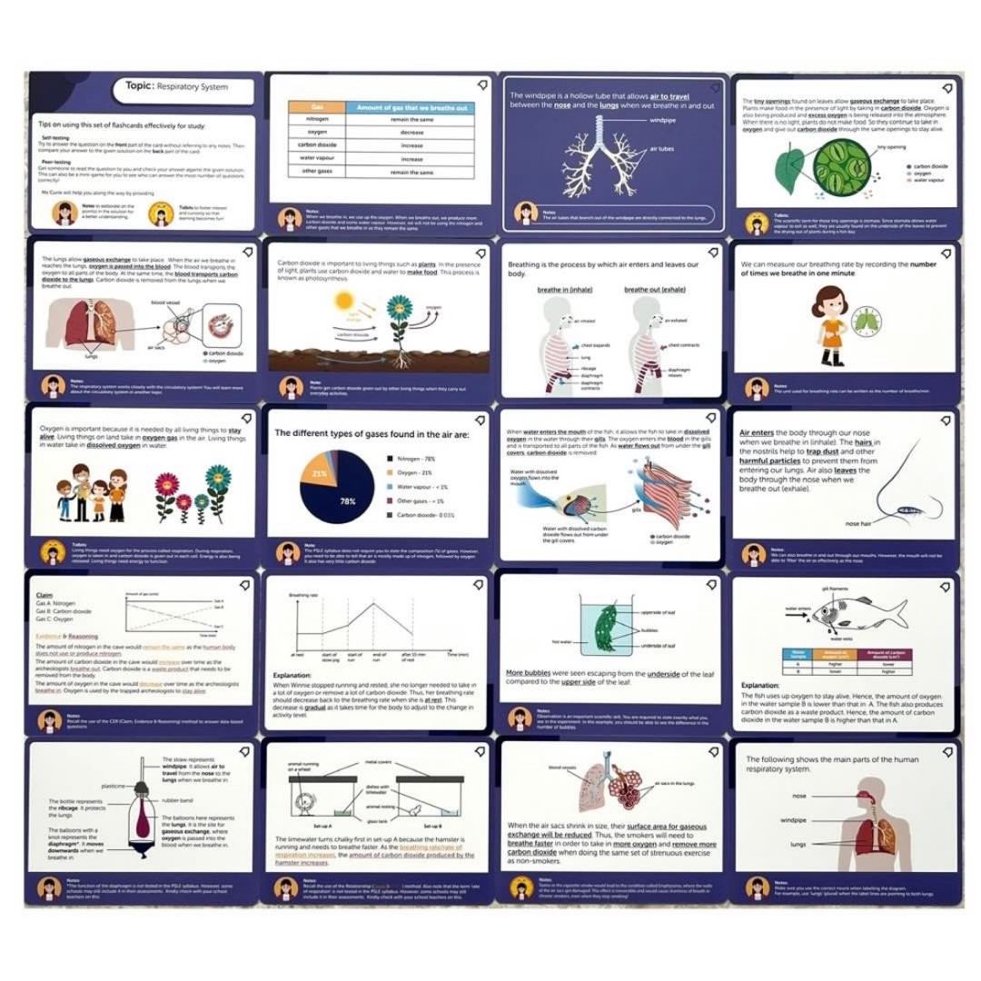 Science P5 System Primary Science P5 Flashcards - Respiratory System (Geniebook), Hobbies ...