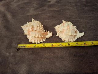 （分類：）位於 。 由 mia9927 提交（商品編號 1410839964，圖片 1）。簡介： 。
