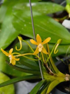 Neofinetia falcata  Collection item 1