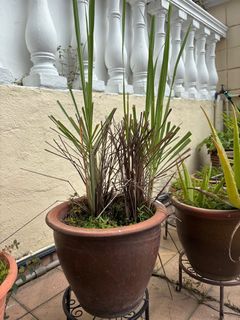(Category: ) located in . Submitted by mel_bong (Listing ID 1411035786, Image 1). Description: .
