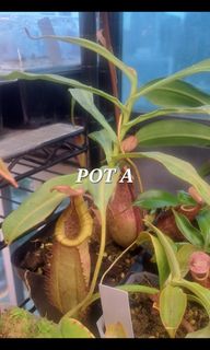 (Category: ) located in . Submitted by Carnivine (Listing ID 1362746026, Image 1). Description: .