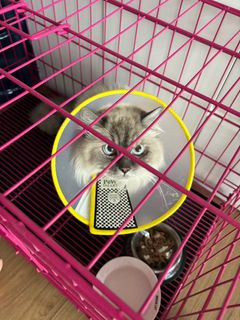 (Category: ) located in . Submitted by trsshd (Listing ID 1410987477, Image 1). Description: .