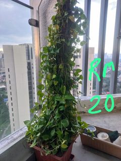 (Category: ) located in . Submitted by rajinder2006 (Listing ID 1411023964, Image 1). Description: .