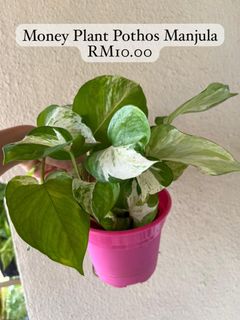 (Category: ) located in . Submitted by alii.flower (Listing ID 1411209666, Image 1). Description: .