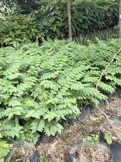 (Category: ) located in . Submitted by qualityfruittrees25 (Listing ID 1411348381, Image 1). Description: .