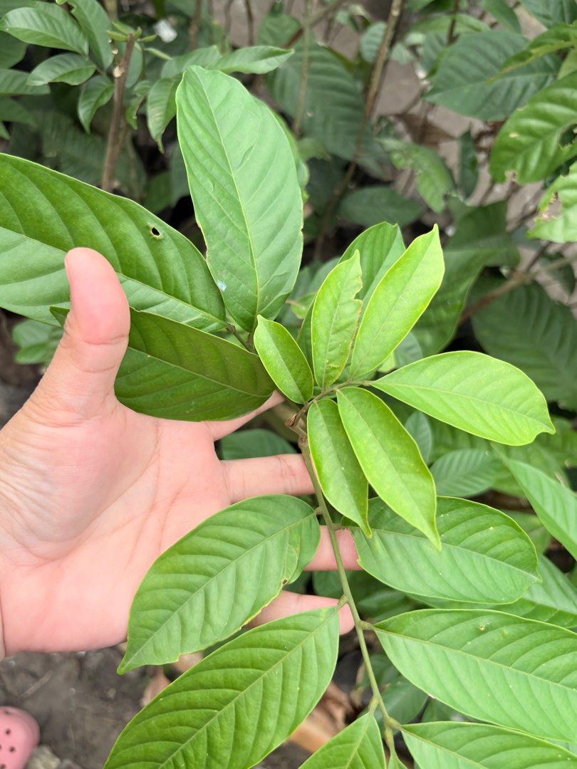 Lanzones Longkong (Category: Plants & Seeds) located in Calamba. Submitted by qualityfruittrees25 (Listing ID 1411302448, Image 3). Description: Grafted lanzones longkong.