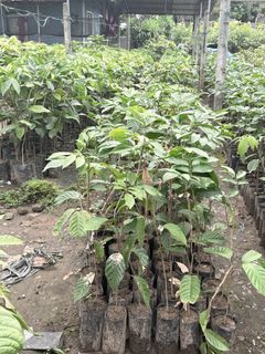 (Category: ) located in . Submitted by qualityfruittrees25 (Listing ID 1411302448, Image 1). Description: .