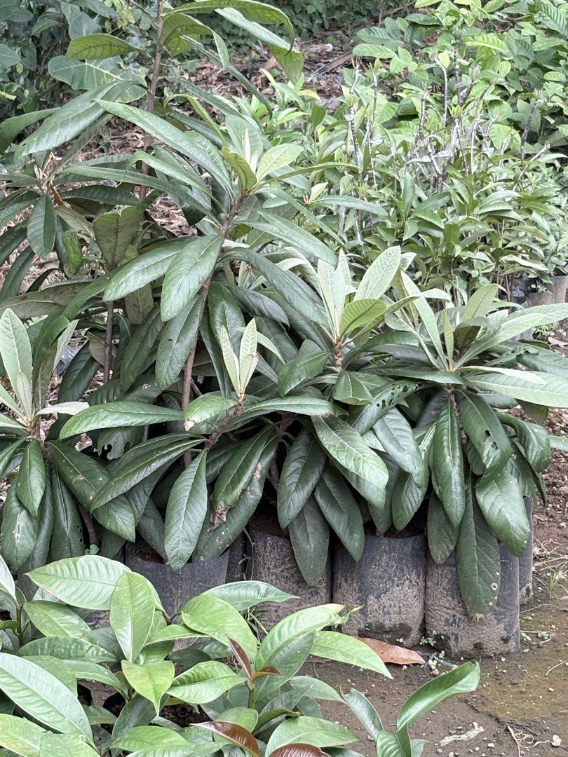 Loquat Plant (marcotted) (Category: Plants & Seeds) located in Calamba. Submitted by qualityfruittrees25 (Listing ID 1411302625, Image 1). Description: Loquat marcotted plant .