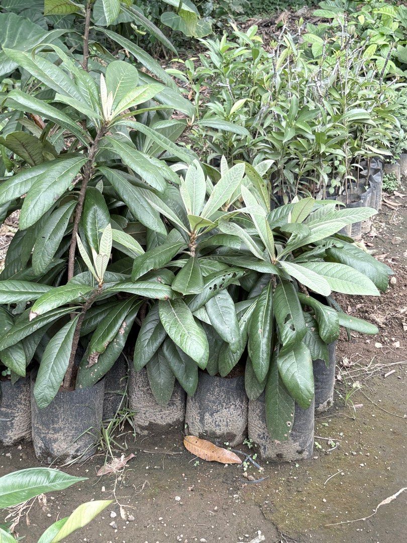 Loquat Plant (marcotted) (Category: Plants & Seeds) located in Calamba. Submitted by qualityfruittrees25 (Listing ID 1411302625, Image 2). Description: Loquat marcotted plant .