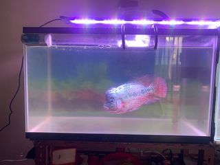 (Category: ) located in . Submitted by babychicks (Listing ID 1411357476, Image 1). Description: .