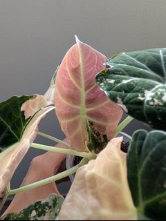 (Category: ) located in . Submitted by toto.leaf (Listing ID 1407574237, Image 1). Description: .