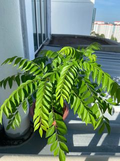 (Category: ) located in . Submitted by sharma_l (Listing ID 1411573155, Image 1). Description: .