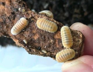 (Category: ) located in . Submitted by fishandplants (Listing ID 1411472661, Image 1). Description: .