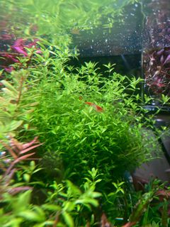 (Category: ) located in . Submitted by guacamoleee (Listing ID 1411566810, Image 1). Description: .