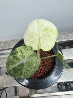 (Category: ) located in . Submitted by addicted2plants (Listing ID 1411687389, Image 1). Description: .