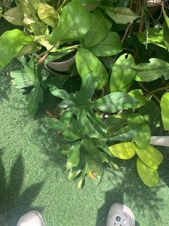 (Category: ) located in . Submitted by aces668 (Listing ID 1411652129, Image 1). Description: .