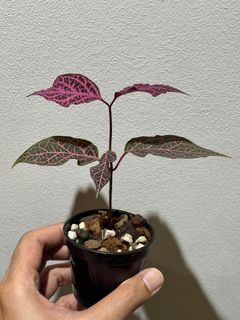 (Category: ) located in . Submitted by mhsaiful (Listing ID 1410147417, Image 1). Description: .