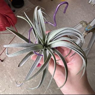 (Category: ) located in . Submitted by fongstreasure (Listing ID 1411672738, Image 1). Description: .