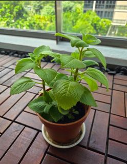 (Category: ) located in . Submitted by babymee (Listing ID 1411849298, Image 1). Description: .