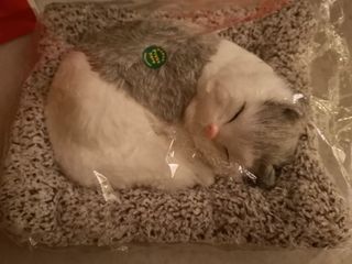 (Category: ) located in . Submitted by celinechoo14 (Listing ID 1411942871, Image 1). Description: .