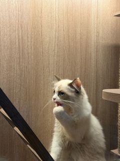 (Kategori: ) berada di . Dikirim oleh ibadullah (ID iklan 1411991787, Gambar 1). Deskripsi: .
