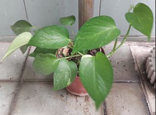 (Category: ) located in . Submitted by c_w_p (Listing ID 1411825488, Image 1). Description: .