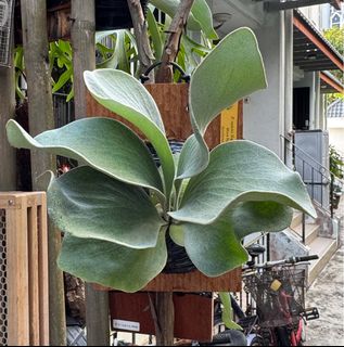 (Category: ) located in . Submitted by imat (Listing ID 1412053772, Image 1). Description: .
