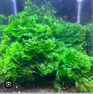 (Category: ) located in . Submitted by itsmeheng (Listing ID 1412084290, Image 1). Description: .