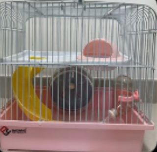 （分類：）位於 。 由 mooooyan 提交（商品編號 1412145191，圖片 1）。簡介： 。