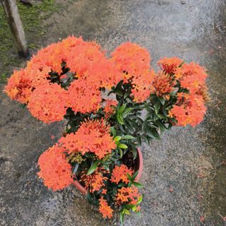 (Category: ) located in . Submitted by jtflorist (Listing ID 1412177932, Image 1). Description: .